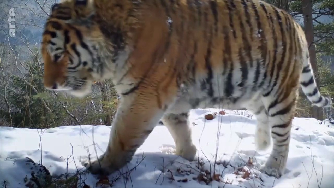 Le grand retour du tigre de Sibérie