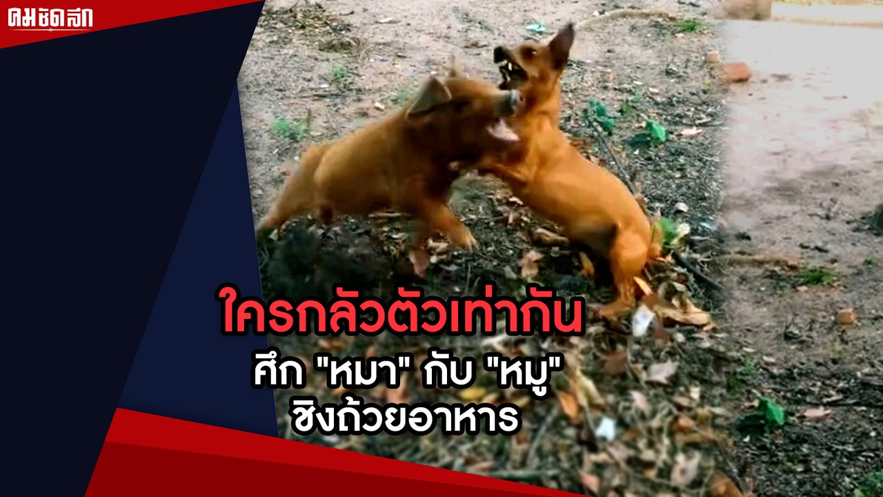ใครกลัวตัวเท่ากัน เมื่อศึกสะท้าน "หมา" กับ "หมู" ชิงถ้วยอาหาร