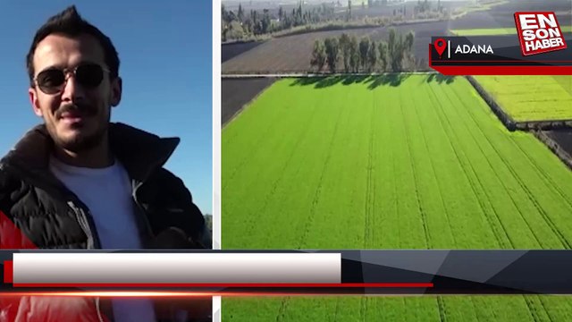 Adana'da buğday tarlaları yaz sıcağı tehdidi altında