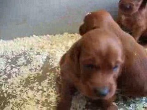 Chiots setter romy nés le 18 fevrier 2008 (4)