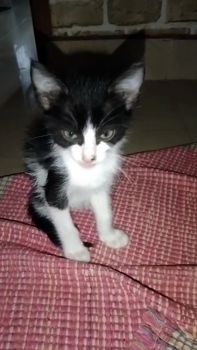 Super Cat Amazing Video