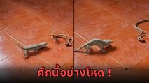 ศึกเดือด ! ตุ๊กแก Vs. งู ไฝว้กันโหดมาก ใครจะอยู่ใครจะไป