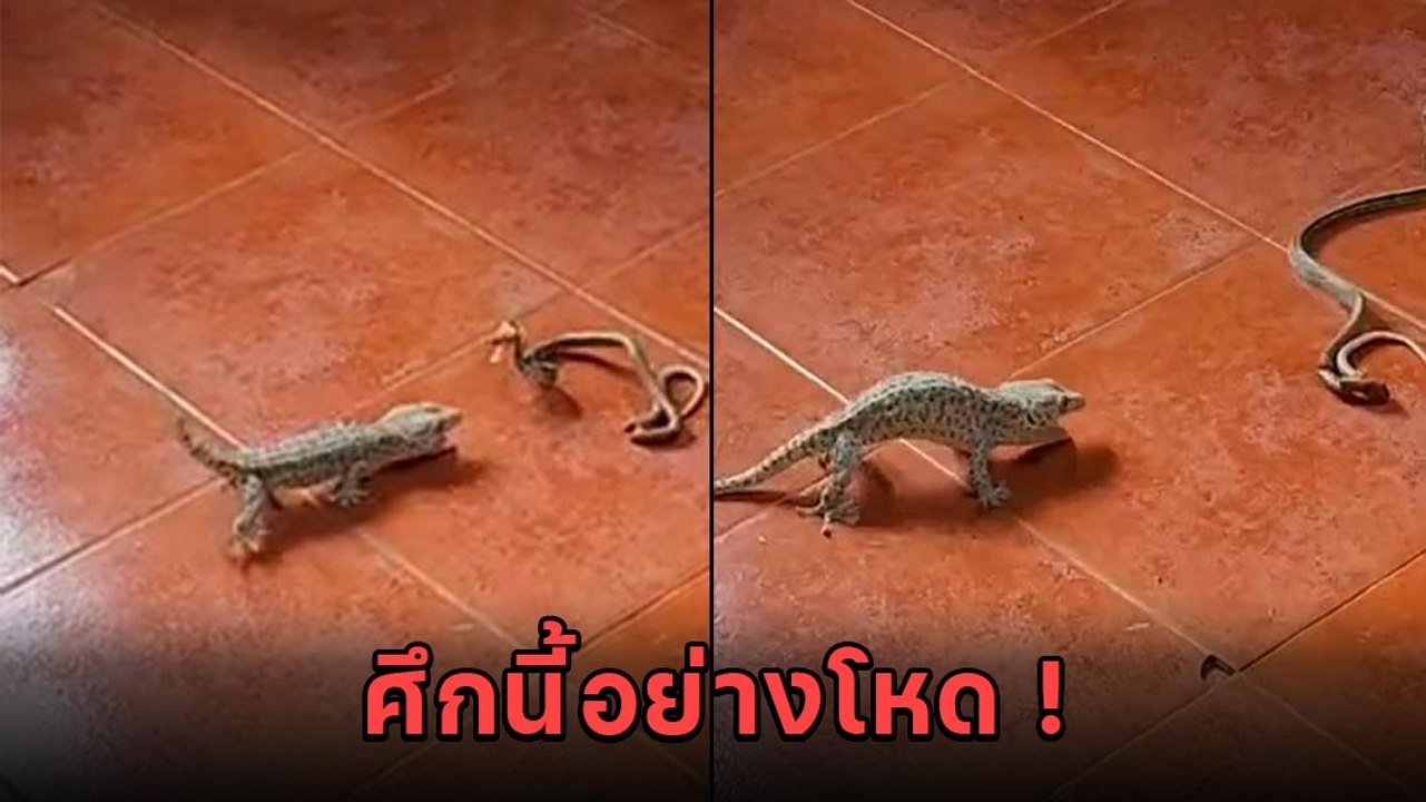 ศึกเดือด ! ตุ๊กแก Vs. งู ไฝว้กันโหดมาก ใครจะอยู...