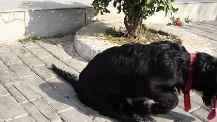 Fizik tedavi sonrası yürüteçle yürümeye başlayan 'Karam', sıcak yuvasına kavuştu