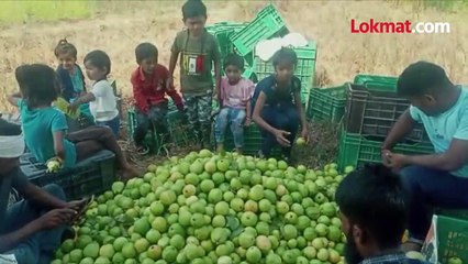हिंगोलीतल्या  तैवाने धरली  आंध्र प्रदेशाची वाट