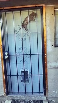 funny animals and birds | dogs and cats | funny pets #shorts #viral #shortsvideo