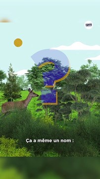 Peut-on ressusciter des espèces disparues ?