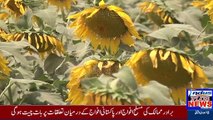 Sun Flower KI Kasht ko Beraiya Ja Raha Hai | Indus Plus News Tv