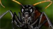 Quelles sont les piqûres d’insectes et d’animaux les plus douloureuses ?