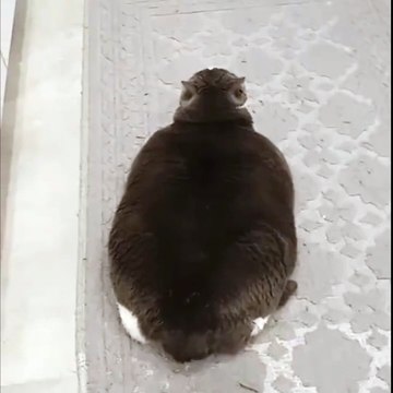 fırındaki böreği bekleyen kedi sosyal medyada gündem oldu