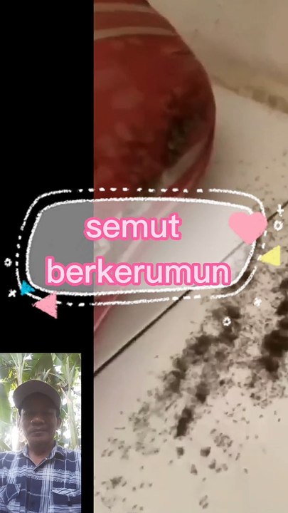 Semut nabi sulaeman