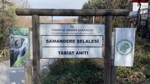 DÜZCE- Selde zarar gören Samandere Şelalesi Tabiat Anıtı'nın onarımı tamamlandı