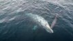 VIDEO Gray whale calf born in front of amazed crowd off Dana Point