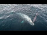 VIDEO Gray whale calf born in front of amazed crowd off Dana Point