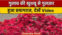 Uttar Pradesh: गुलाब की खुशबू से महका Pryagraj, देखें वीडियो | वनइंडिया हिंदी #Shorts