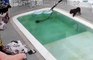 Un chien ne sait pas nager mais veut absolument plonger dans la piscine