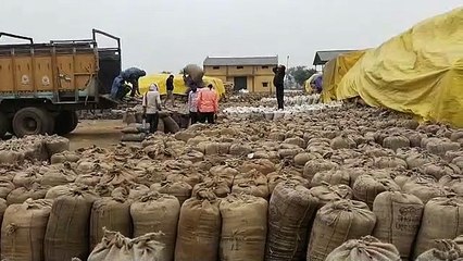खरीदी केन्द्रों में 11 लाख क्विंटल धान हुआ जाम, सुरक्षा के नहीं हैं कोई इंतजाम, देखें VIDEO