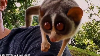 Dangerous Animals You Should Run Away From