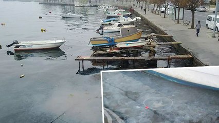 Sarıyer sahilde denizanası yoğunluğu