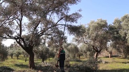 Efeler'de Zeytin Hasadı Sona Erdi