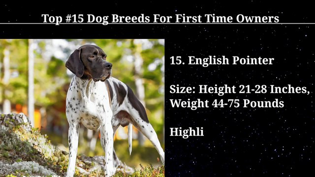Best dog breeds in the world #dog #pets #animals