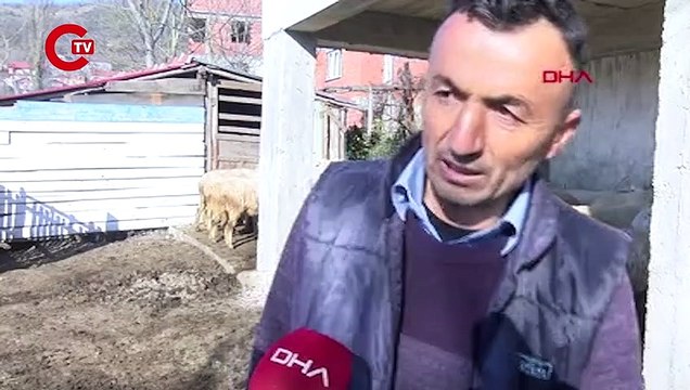 Hayvanlarda 'çiçek hastalığı' görüldü: Zonguldak'ta 50 köy karantinaya alındı