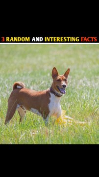 Na भौंकने Wala Kutta | 3 Intresting तथ्य | #shorts #factsinhindi #shortsfactsvideo #viral #shorts #factsinhindi #shortsfactsvideo #facts #knowledge #information #science #gk #currentaffairs #mystery #animals #insects #humans #fact