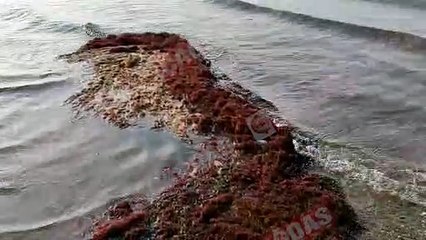 İzmit Körfezi’nde kırmızı yosun tehlikesi