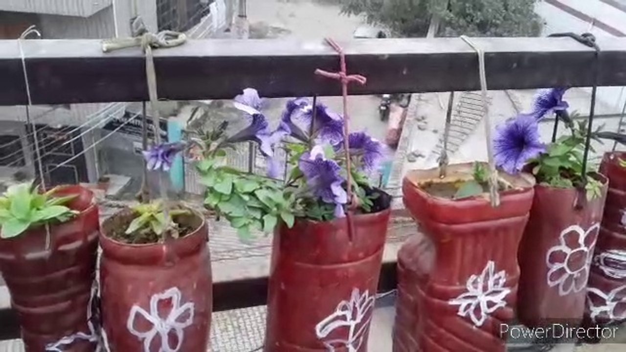 How to Collect Seeds of Aparajita  #January Month #Garden #Work