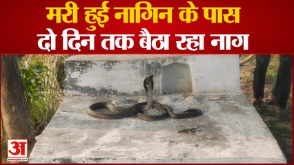 Badaun : मरी हुई नागिन के पास दो दिन तक बैठा रहा नाग, गांव वालों ने किया ये काम, मिली नाग को शांति