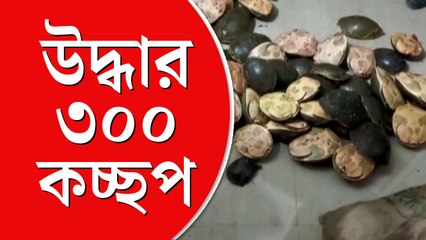 বিরল প্রজাতির কচ্ছপ উদ্ধার