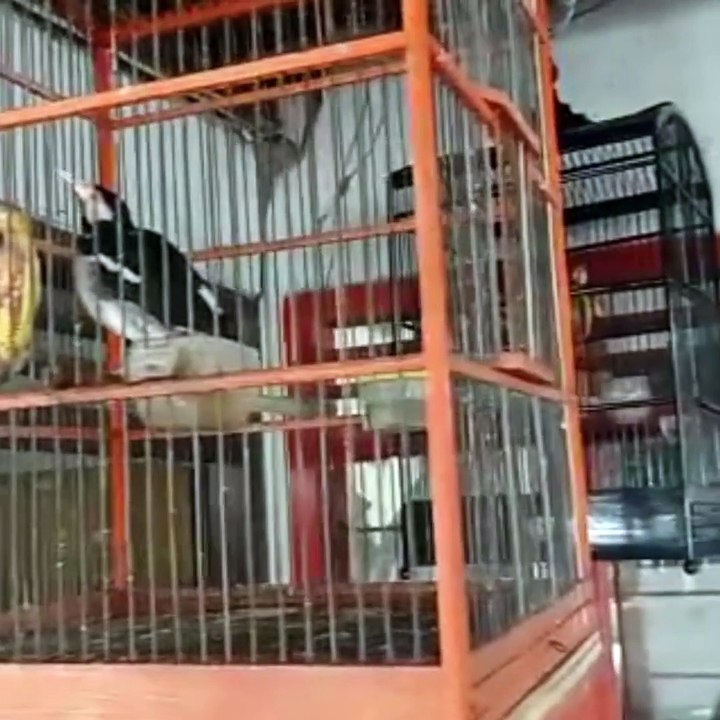 collection bird 10