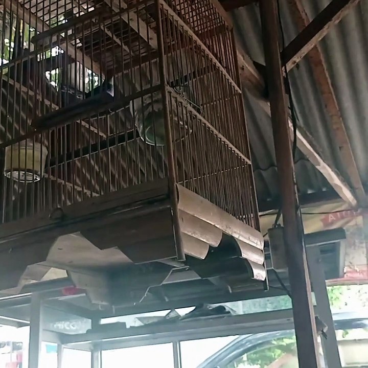 bird collection 7
