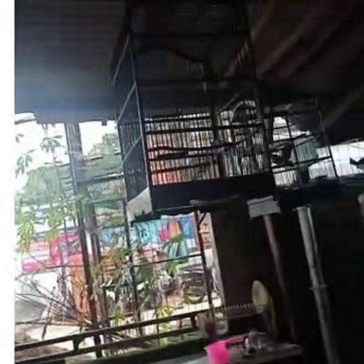 bird collection   2