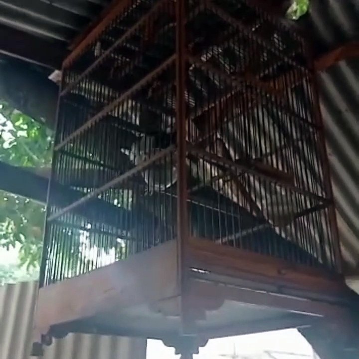 bird collection   1