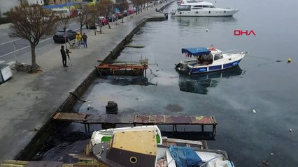 Sahilde denizanası istilası