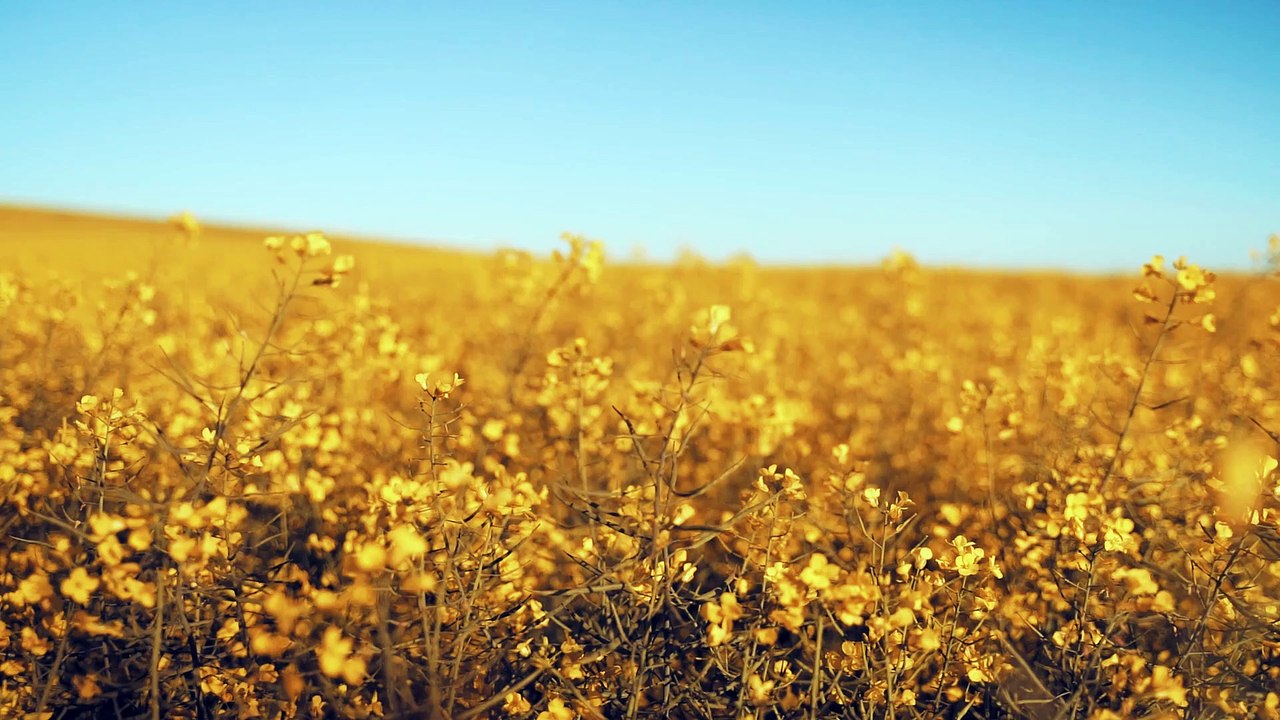 VIDEO PROTECTED TEST