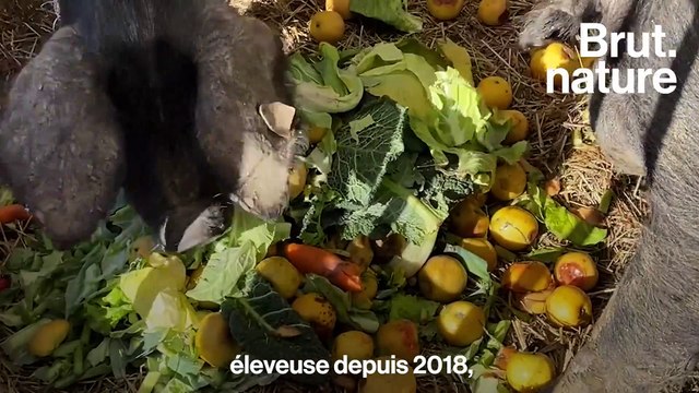 Elle a tout quitté pour devenir éleveuse de cochons bio