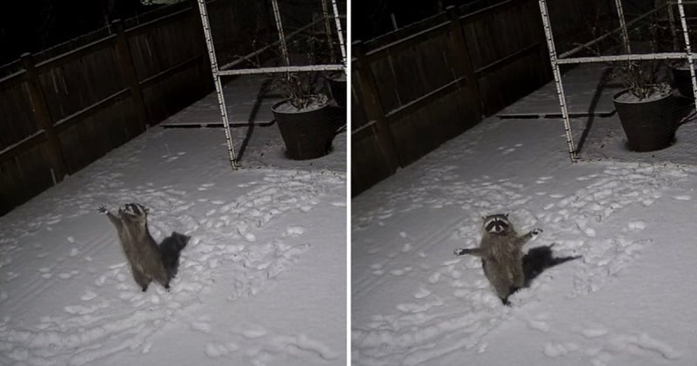 Un raton laveur surpris en train d‘essayer d'attraper des flocons de neige par des caméras de surveillance amuse les internautes