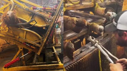 Adorable Highland gets treated to a soothing 'pedicure' session *Vet Check!*