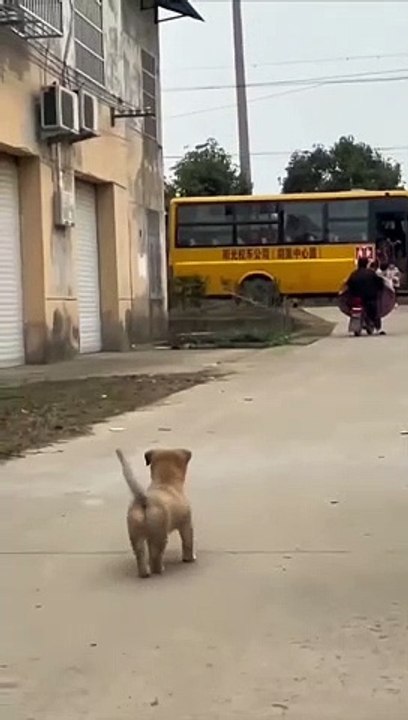 FUNNY DOG