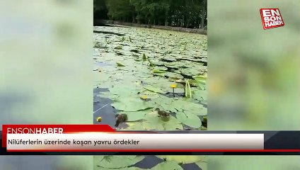 Nilüferlerin üzerinde koşan yavru ördekler