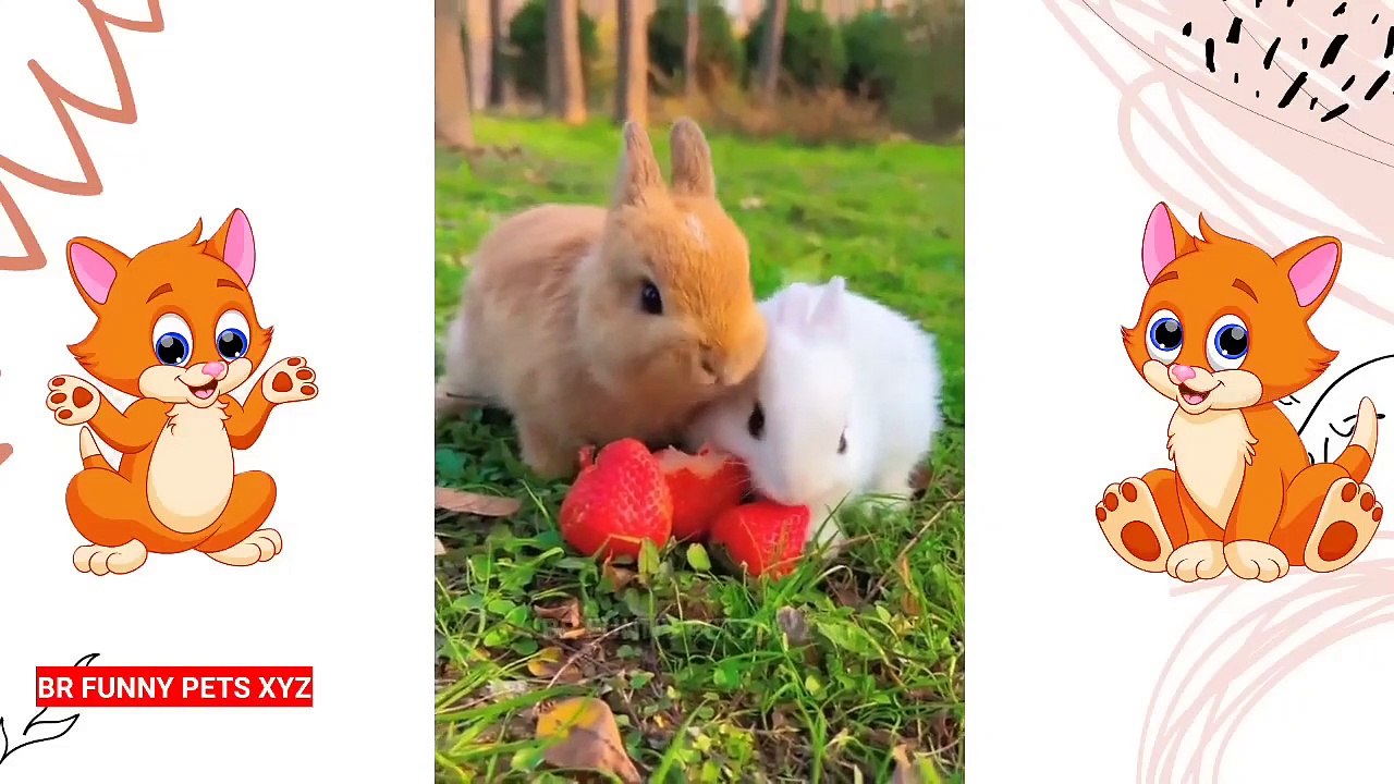 Funniest Animals 2022  Funniest Cats and Dogs  Part 06 _ Br Funny Pets Xyz