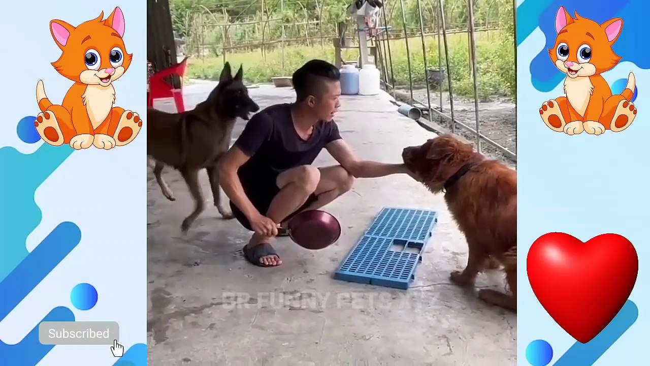 Funniest Animals 2022  Funniest Cats and Dogs  Part 05 _ Br Funny Pets Xyz