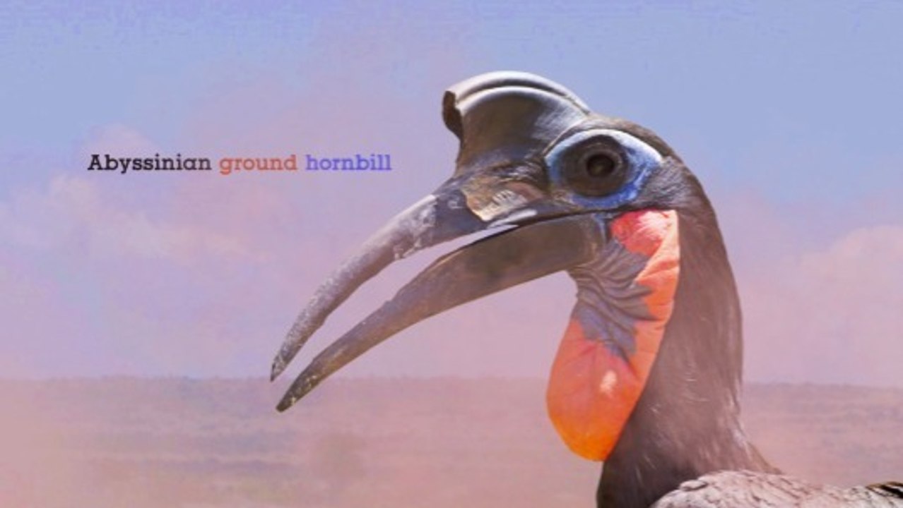 Meet the Abyssinian Ground Hornbill and Its Helmet-like Casque That Boosts Its Call
