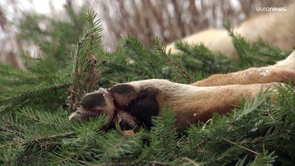Population zu hoch: In Schweden geht es dem Wolf an den Kragen