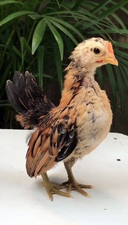 Sirama breed