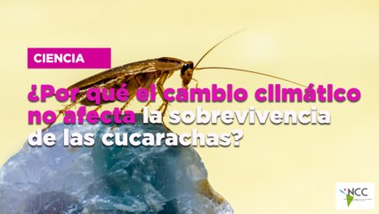¿Por qué el cambio climático no afecta la sobrevivencia de las cucarachas?