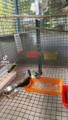 Pinches Birds