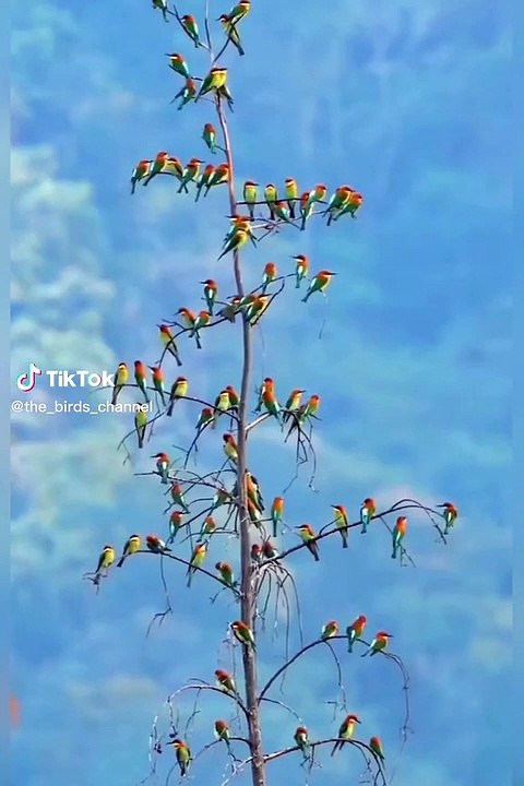 Parrots